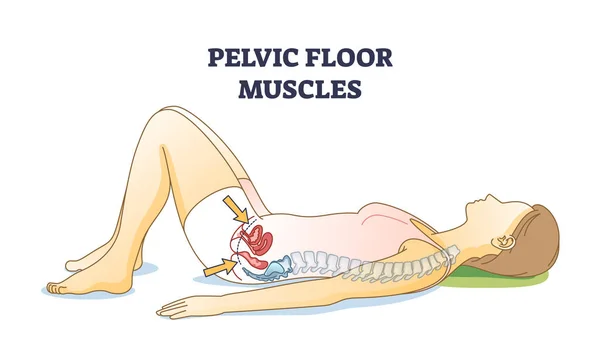 Músculos Del Suelo Pélvico Ubicación Anatómica Diagrama Contorno Del Cuerpo — Vector de stock