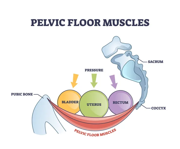 Pelvic Floor Muscles Anatomy Hip Muscular Body Parts Outline Diagram — Stock Vector