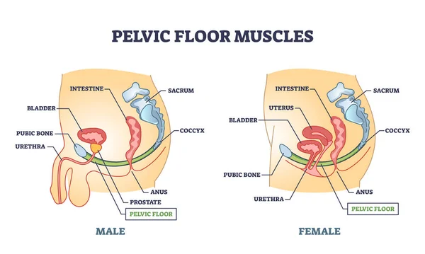 盆底肌肉解剖与男性和女性器官的轮廓图 肠道和膀胱支持载体的下体肌肉系统标签教育医疗定位方案 — 图库矢量图片