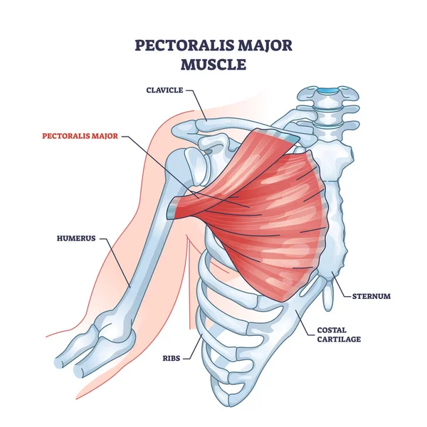 乳头主要肌肉作为人类胸部肌肉解剖的示意图 人体胸部和肋骨区域内带有骨骼系统和肌肉的标记教育医疗方案 — 图库矢量图片
