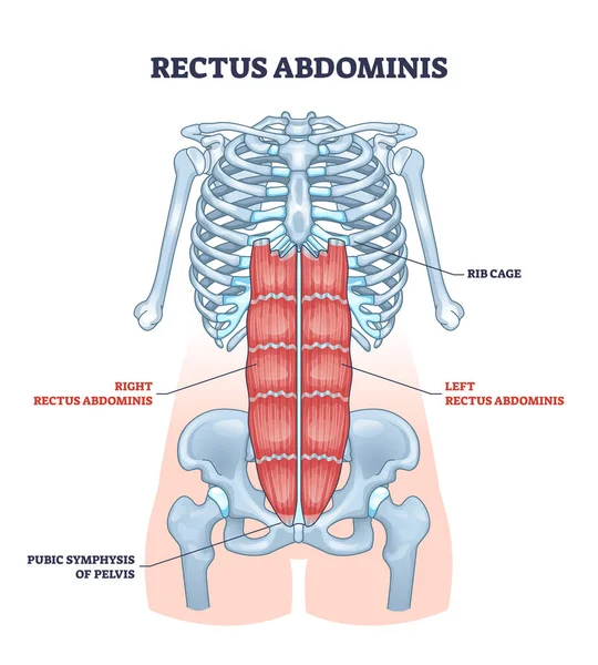 Rectus Abdominis Abdominales Abdominales Anatomía Del Sistema Muscular Esquema Diagrama — Archivo Imágenes Vectoriales
