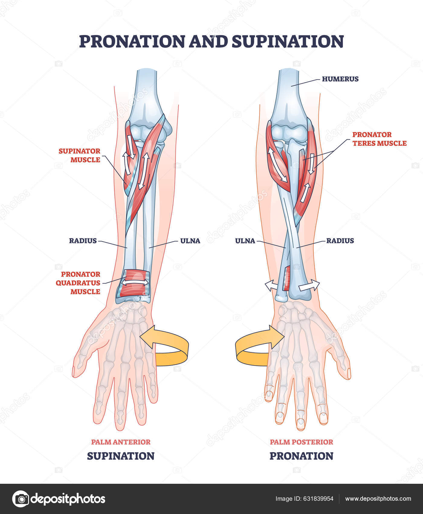 Pronation Supination Medical Term Hand Movement Outline Diagram