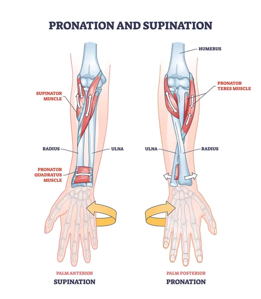 手の動きのアウトライン図のための発音と吸引医療用語 ヤシのジェスチャーと回転方向のベクトル図の両方の教育ラベル 人間の筋肉と骨格の屈曲の解剖学 — ストックベクタ
