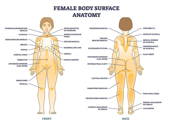 Female Body Surface General Anatomy Medical Anatomy Outline Diagram Labeled — Vetor de Stock