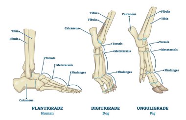 Plantigrade, Digitigrade and Unguligrade comparison vector illustration. Educational labeled structure scheme with human, dog and pig legs collection. Bone skeleton parts with location explanation. clipart