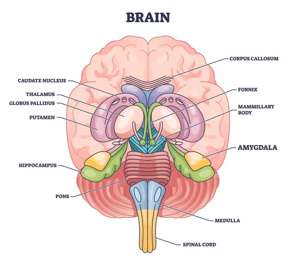 Localização Parte Cerebral Amígdala Com Diagrama Contorno Anatomia Cabeça Humana —  Vetores de Stock