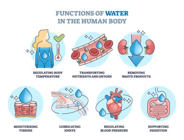 İnsan vücudundaki su işlevleri ve içme faydalarının ana hatları. Sıcaklık düzenlemesi ve nemlendirme dokuları vektör gösterimi için anatomik sıvı alımı ile etiketlenmiş eğitim listesi.