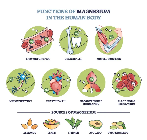 人体におけるマグネシウムの機能と食品のアウトライン図 食品からの健康的な微量元素摂取量の利点を持つラベル付き教育リストベクトル図 — ストックベクタ