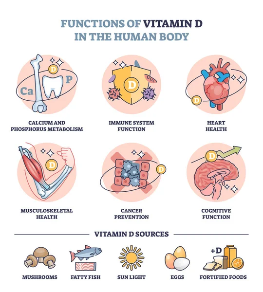 Funções Vitamina Corpo Humano Fontes Sistema Imunológico Diagrama Contorno Alimentos — Vetor de Stock