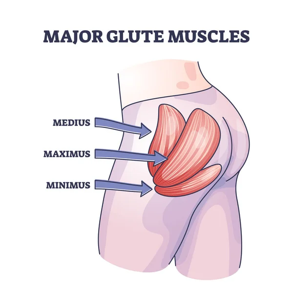 Major Glute Muscles Medius Maximus Minimus Parts Outline Diagram Labeled — Stockvektor
