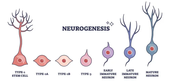 成熟したニューロンのアウトライン図への幹細胞の成長としての神経新生プロセス 早期および後期未熟生産段階または成熟期ベクトル図と神経解剖学的開発段階 — ストックベクタ