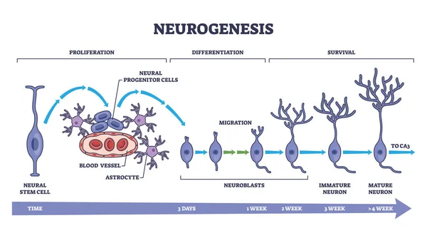 神経新生の詳細な神経発生過程の段階の概要図 脳細胞の成長ベクトル図と教育スキームのラベル 生存のステップ — ストックベクタ