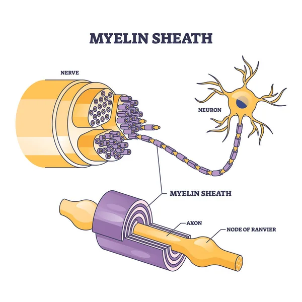 Myelinscheide Als Isolierschicht Für Das Diagramm Der Umrisse Von Gehirn — Stockvektor
