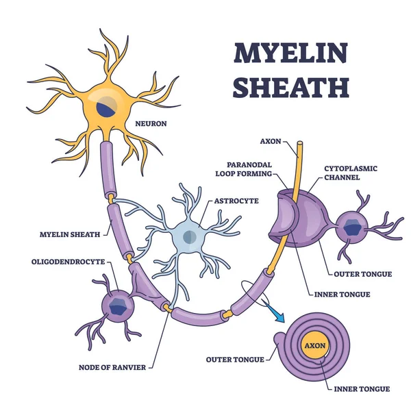 轴突神经髓鞘层 结构详细示意图 带有微生物学 医学神经系统部分矢量图解的标签教育解剖学方案 神经元绝缘体 — 图库矢量图片