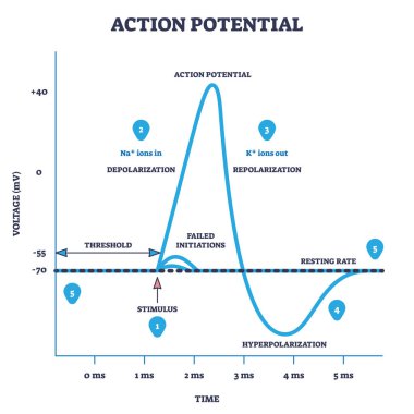 Action potential and neuron membrane spike after stimulus outline diagram. Labeled educational scheme with threshold, depolarization, hyperpolarization and repolarization on axis vector illustration. clipart