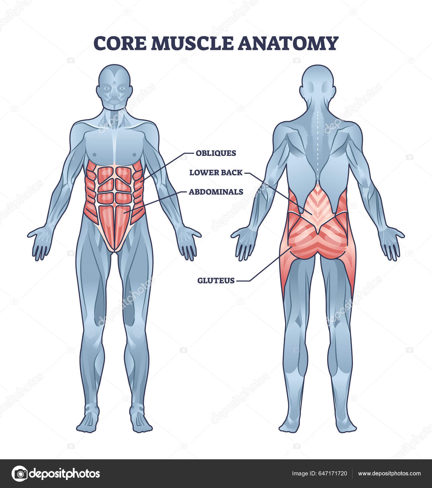 Struttura Dei Muscoli Del Corpo Umano Schema Schematico Raster