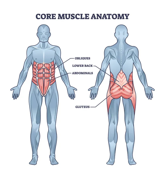 障害物 腰とグルテウスの位置アウトライン図とコア筋肉の解剖学 Abs 6パックまたは胴ベクトルイラストのための物理的な筋肉システムを持つラベル付き教育スキーム — ストックベクタ