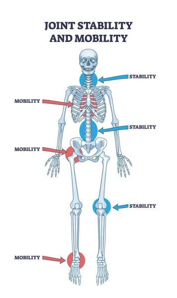 关节稳定性或身体可移植性骨骼分割示意图 带有脊柱 髋关节 膝盖或踝关节等骨骼功能的标记教育解剖学方案 — 图库矢量图片