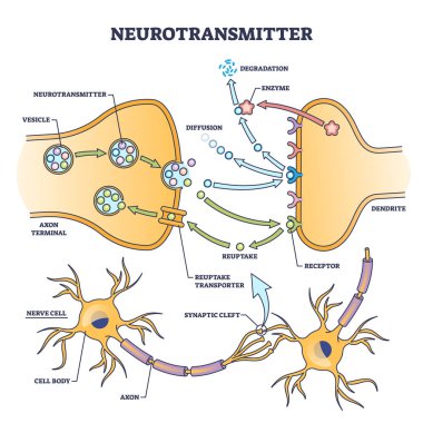 Neurotransmitter process detailed anatomical explanation outline diagram. Labeled educational scheme with vesicle, axon terminal, enzyme production and receptors vector illustration. Synapse impulse. clipart