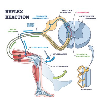 Diz uyarıcısı test süreci açıklama diyagramı ile refleks reaksiyonu. Dürtü vektör illüstrasyonuna anatomik vücut reaksiyonuyla etiketlenmiş eğitim şeması. Alıcılar veya duyusal nöron kontrolü