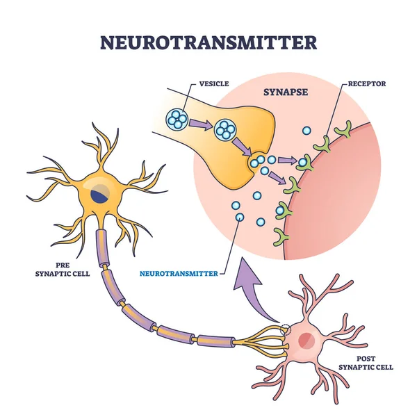 stock vector Neurotransmitter process with synapse, vesicle and receptors outline diagram. Labeled educational scheme with neurology chemical messengers for serotonin or dopamine production vector illustration.