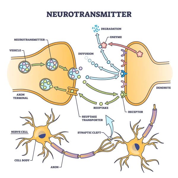 神经递质过程详细的解剖解释示意图 带有囊泡 轴突终末 酶产生和感受器载体说明的标签教育方案 突触冲动 — 图库矢量图片