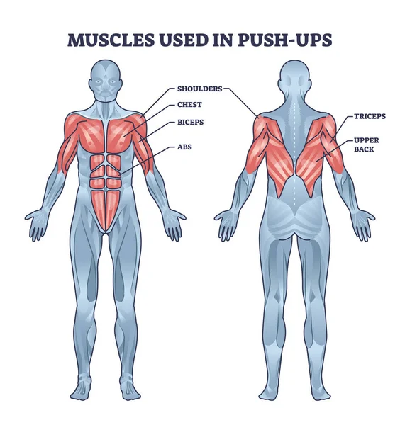 Spieren Gebruikt Push Ups Sport Activiteit Met Anatomische Schema Gelabelde — Stockvector