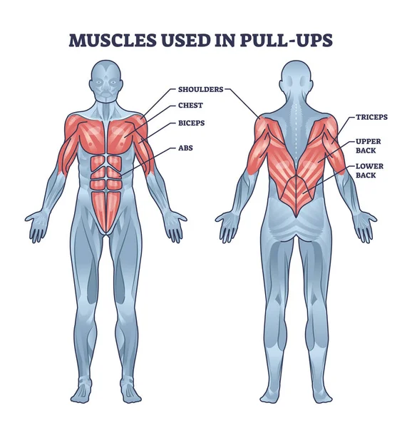 肌肉用于牵拉活动与解剖身体轮廓图 二头肌 Abs和三头肌标记教育肌肉系统在健康运动载体中的应用 — 图库矢量图片