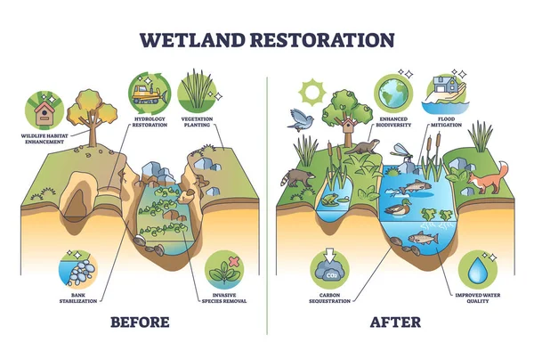 Wetland Restoration Reviving Ecosystems Healthier Environment Outline Diagram Labeled Educational — Stock Vector