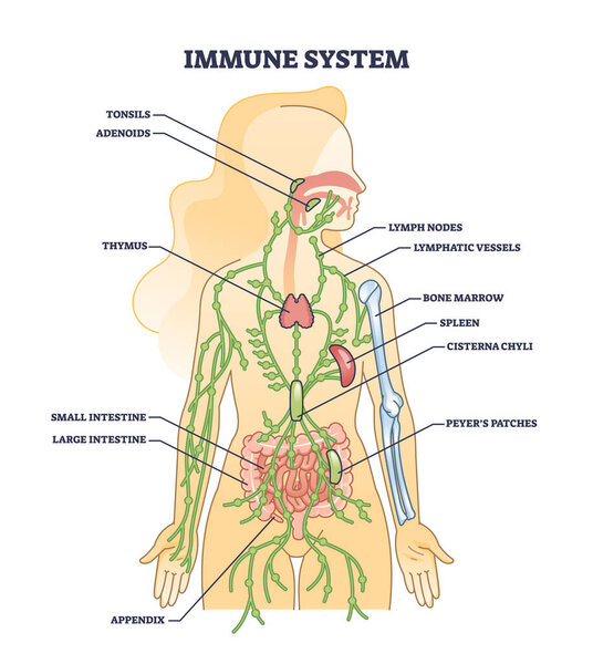 Immune system medical organs for human body protection outline diagram. Labeled educational scheme with inner defense and tonsils, adenoids, thymus, intestine and spleen location vector illustration.