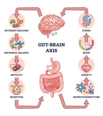 Gut brain axis as intestinal and nervous system interaction outline diagram. Labeled educational medical scheme with microbal body balance influence to stress, mood and anxiety vector illustration. clipart