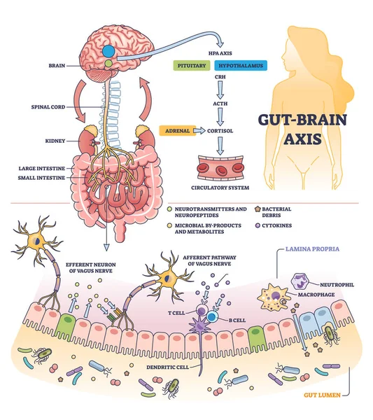 大脑轴和身体消化系统对大脑轮廓图的影响 结肠植物区系与垂体和下丘脑微生物学载体的关系的标签教育医学方案 — 图库矢量图片