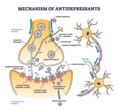 Mechanism of antidepressants for brain cells neurotransmitters boost outline diagram. Labeled educational anatomical scheme with nerve impulse and hormones to fight depression vector illustration. clipart