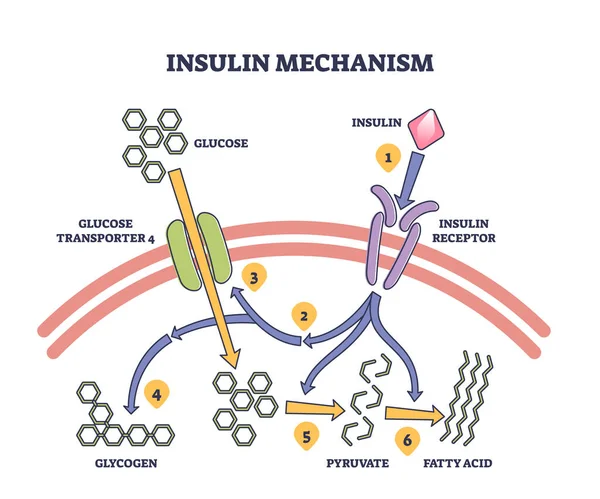 의학적 과정의 개요를 인슐린 메커니즘 다이어그램 에너지 일러스트를 수용체 글리코젠 — 스톡 벡터