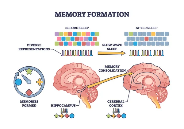 Σχηματισμός Μνήμης Και Αποτελεσματική Επεξεργασία Μετά Νύχτα Διάγραμμα Περίγραμμα Ύπνου — Διανυσματικό Αρχείο