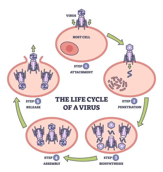 病毒感染生命周期与发展过程的关系示意图 带有附件 生物合成和组装步骤矢量图解的标签教育解剖学方案 — 图库矢量图片