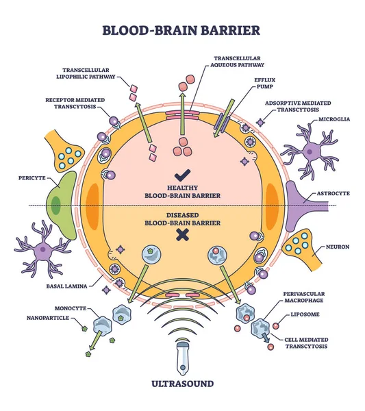 Cns輪郭図の免疫学的特徴としての血液脳関門またはBbb 健康的なBbbと病気の比較ベクトル図と教育医療スキームのラベル 身体保護システム — ストックベクタ