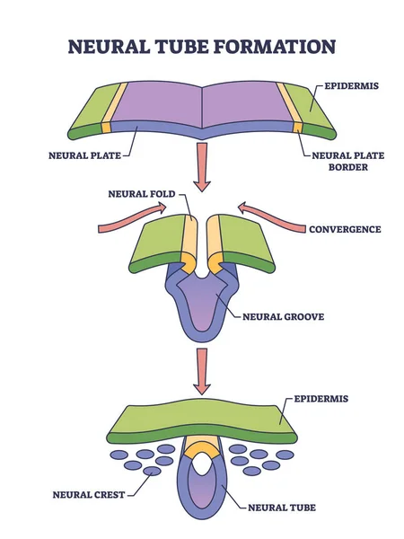 神经管形成作为胚胎医学发育阶段的示意图 具有收敛性或顶点阶段的标签教育方案和结构矢量说明 初级神经细胞形成过程 — 图库矢量图片