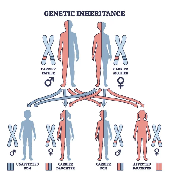 Genetické Dědictví Jako Dvě Alely Páru Genů Jsou Zděděné Osnovy — Stockový vektor