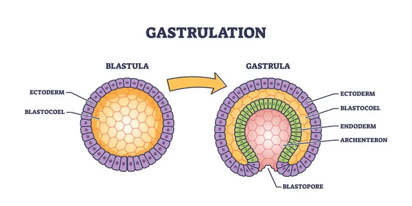 Gastrulation Early Development Process Embryo Transformation Tiny Person Concept Schéma — Image vectorielle