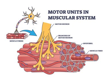Motor units in muscular system with fibers neuron anatomy outline diagram. Labeled educational medical scheme with myofibril and muscle fiber closeup vector illustration. Nerve functional contraction clipart