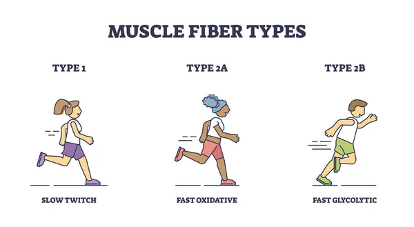 Tipos Fibras Musculares Com Atividades Contração Lenta Rápida Esboço Diagrama — Vetor de Stock