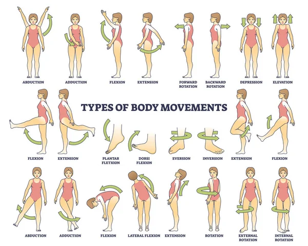 体の動きの種類と身体の動きの説明アウトライン図 健康な脚 腕または肩の回転 拡張または反転ベクトル図を持つ教育解剖学的構造 — ストックベクタ
