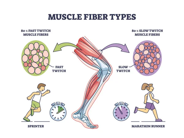 Tipos Fibra Muscular Con Fibras Contracción Rápida Lenta Diagrama Contorno — Vector de stock