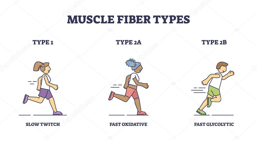 Tipos de fibra muscular con actividades de contracción lentas y rápidas 