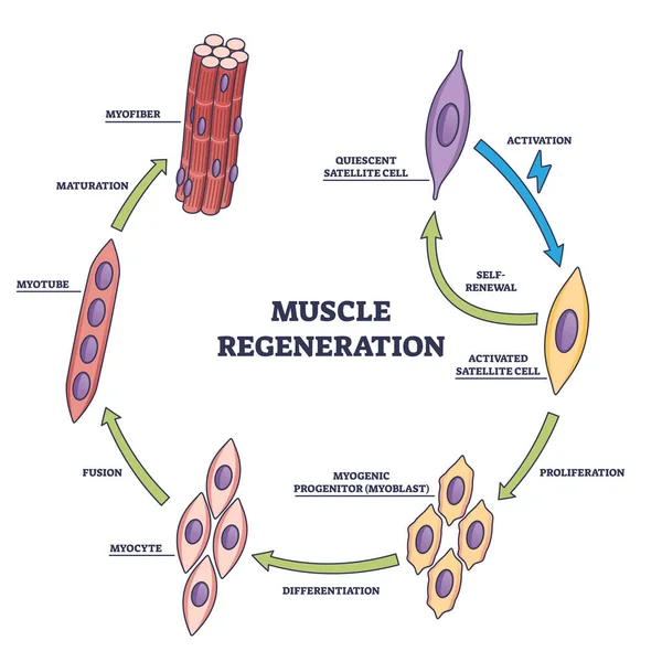 微生物学部門のステージアウトライン図で筋肉再生 活性化 成熟期を持つラベル付き解剖学的手順ベクトル図 — ストックベクタ