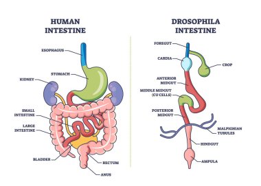 Drosophila digestive tract with anatomical gut sections outline diagram. Labeled educational scheme with fruit flies inner anatomy comparison with human intestine system vector illustration. clipart