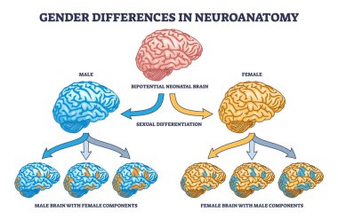 Cinsiyet farklılıkları nöroanatomide kadın ve erkek beyin çizgisi diyagramı ile grafiktir. Bilgi işleme etkisi vektör illüstrasyonu olarak diğer cinsiyet bileşenleri ile etiketlenmiş eğitim şeması.