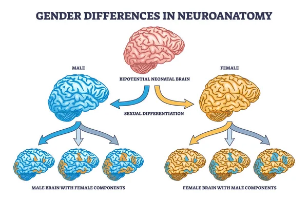 女性と男性の脳のアウトライン図と神経解剖学における性別の違い 情報処理の影響ベクトル図として他のセックスコンポーネントとラベル付き教育スキーム — ストックベクタ
