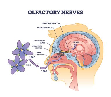 Olfactory nerves with sensory facial nose organs anatomy outline diagram. Labeled educational scheme with human head nasal scent system and plane, cavity or bulb medical location vector illustration. clipart